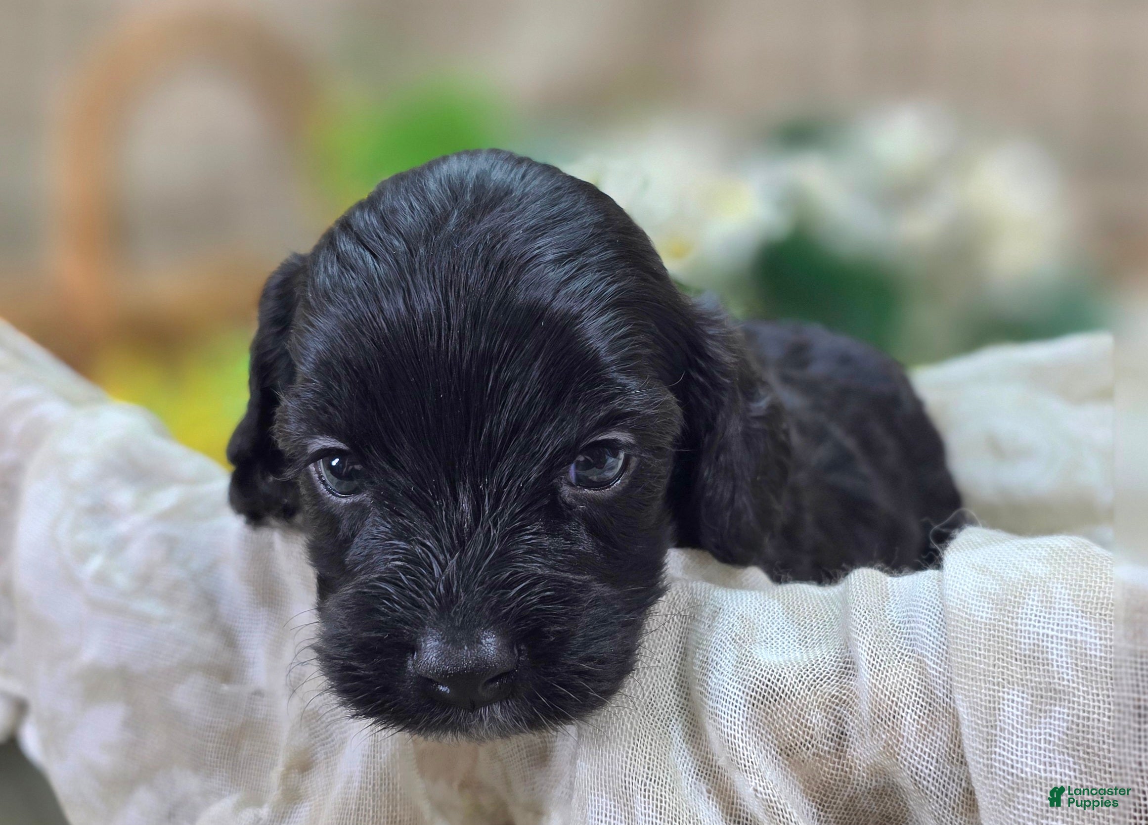 Cavapoo dogs Trigger - Ad 18