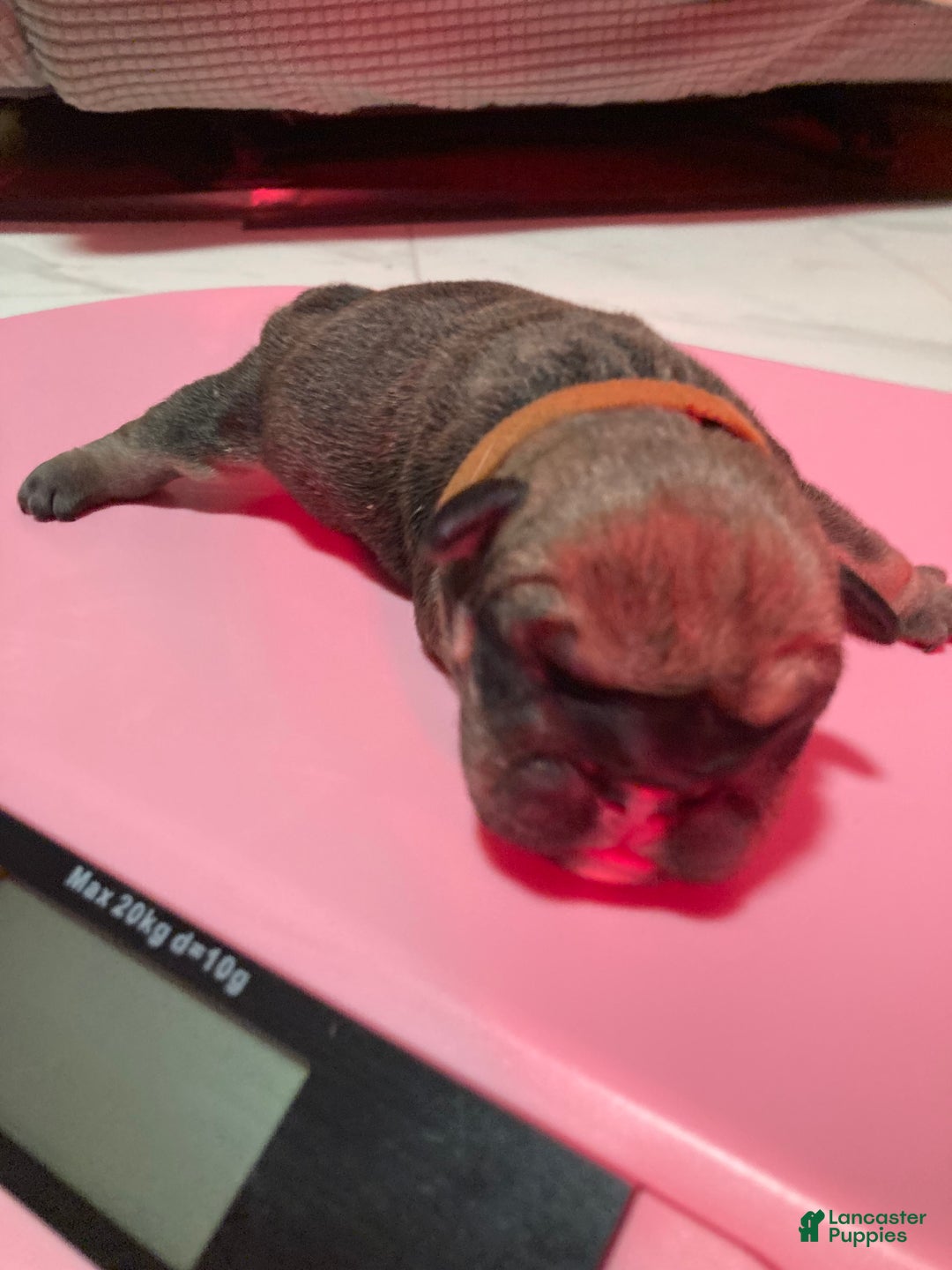 English Bulldog dogs for sale: Grizz - Ad 2