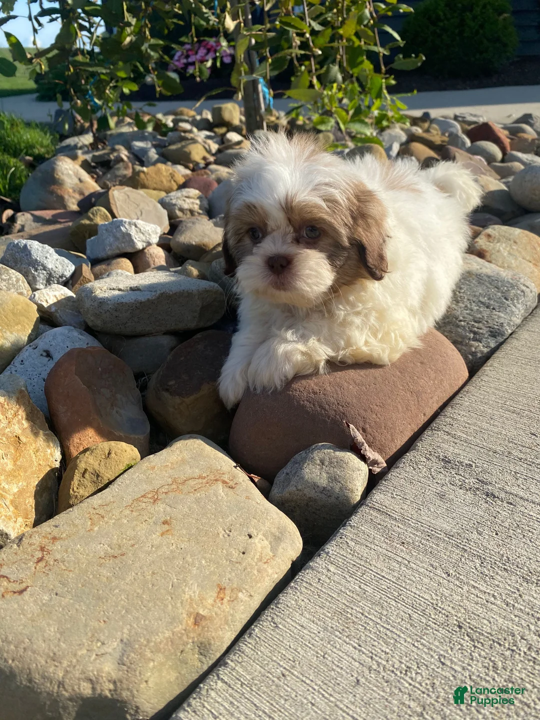 Shih Tzu dogs for sale: Tilly - Ad 12
