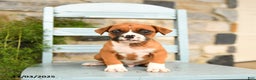 Boxer dogs for sale: Leo - Ad 3