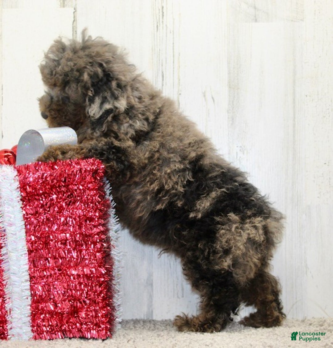 Miniature Poodle dogs for sale: Comet - Ad 6