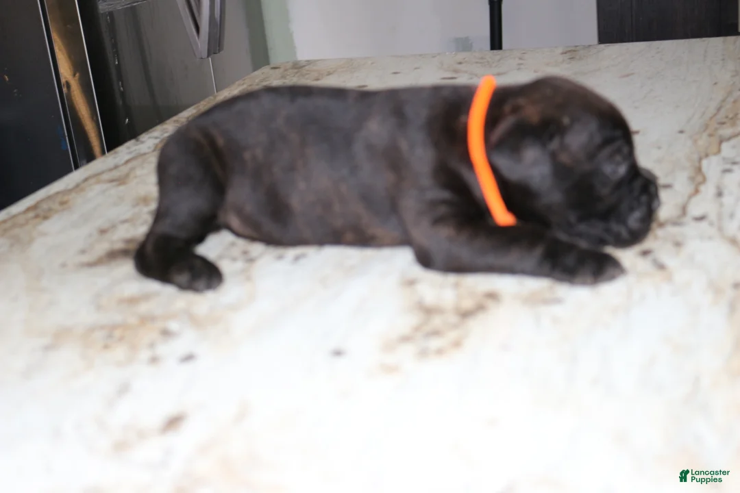 Cane Corso dogs for sale: Orange - Ad 2
