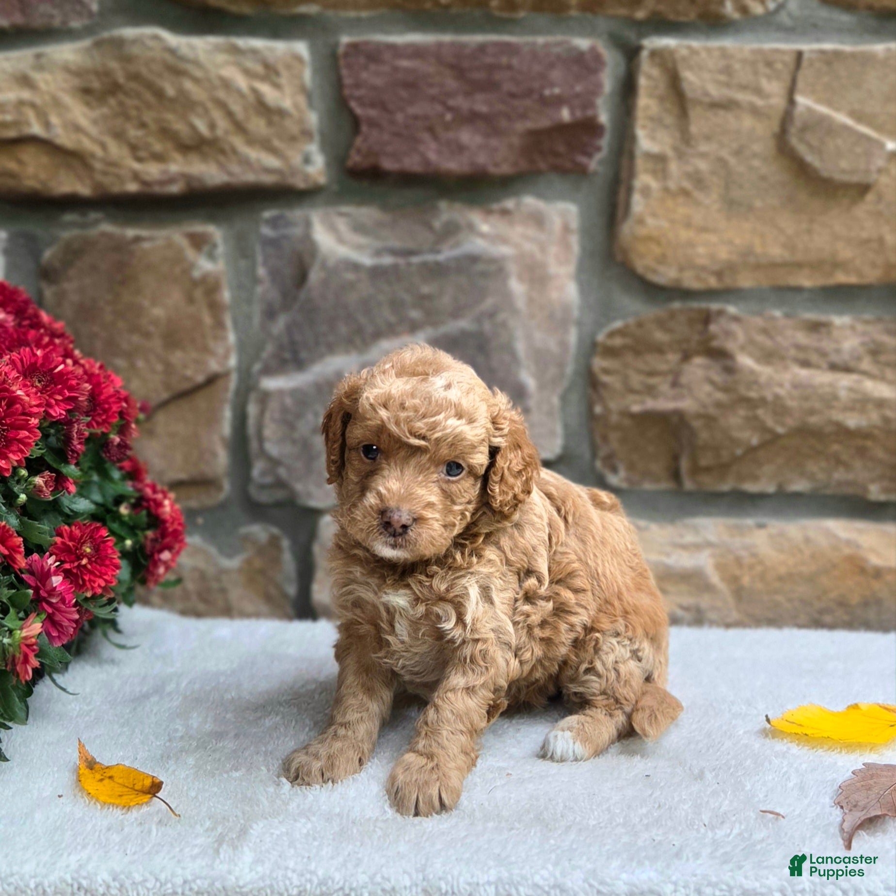 Cavapoo dogs for sale: Bambi - Ad 2