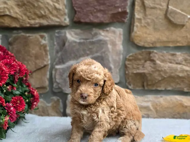 Cavapoo dogs for sale: Bambi - Ad 2