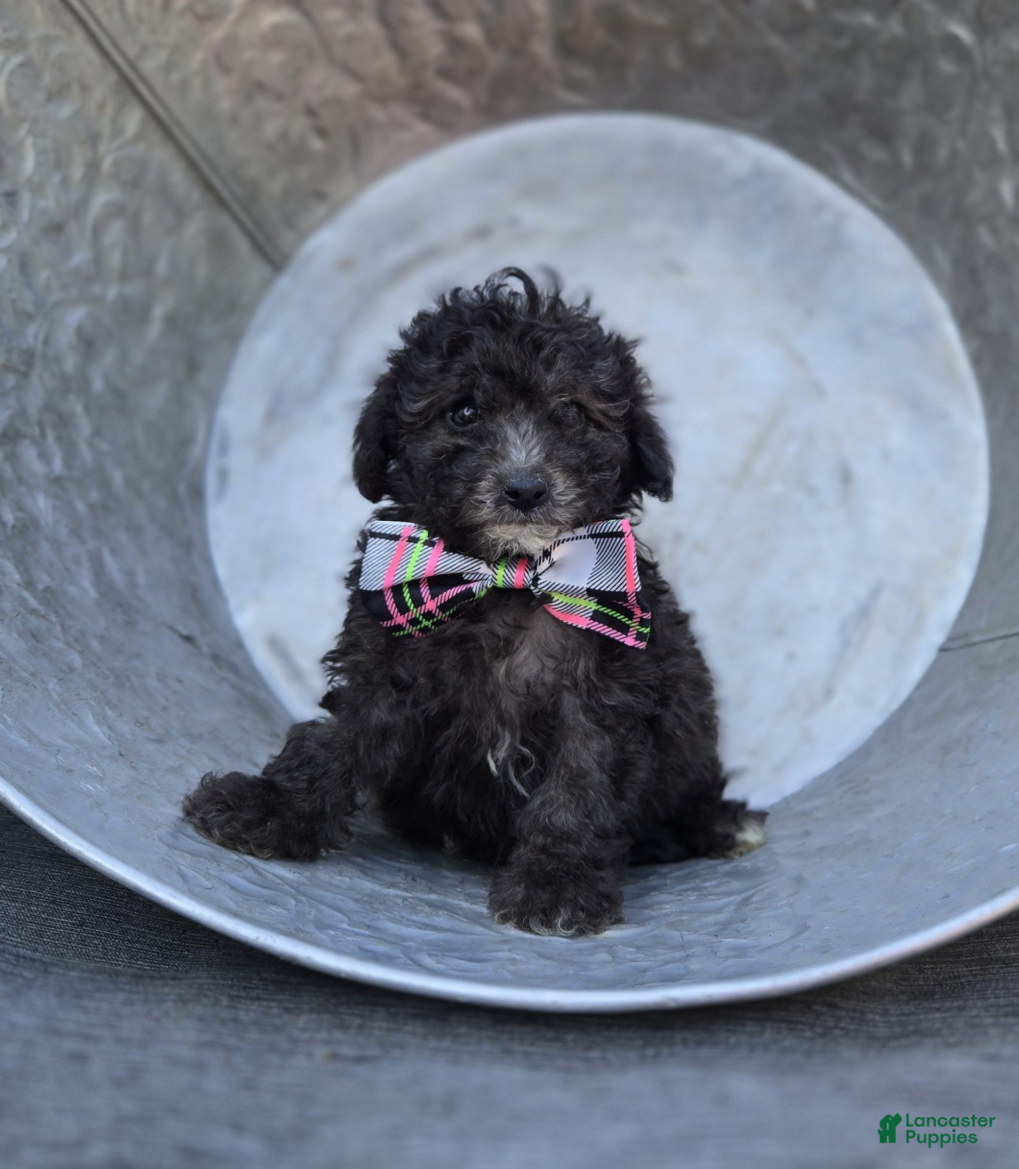 Miniature Poodle dogs Cathy - Ad 1