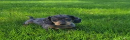 Miniature Dachshund dogs for sale: Trigger  - Ad 3