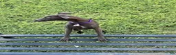 Italian Greyhound dogs for sale: Charlie - Ad 9
