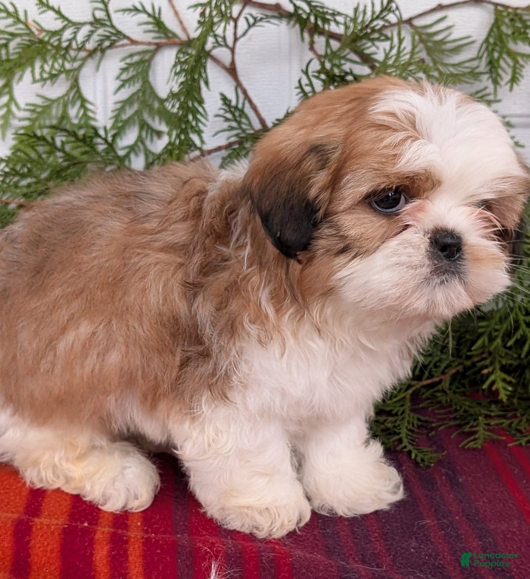 Shih Tzu dogs for sale: Bear - Ad 7
