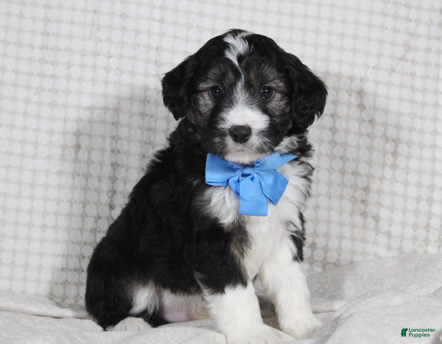 Mini Aussiedoodle dogs Omar - Ad 39