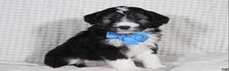 Mini Aussiedoodle dogs for sale: Omar - Ad 1