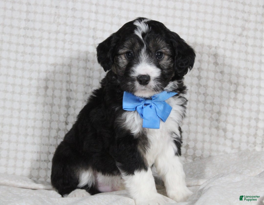 Mini Aussiedoodle dogs for sale: Omar - Ad 1