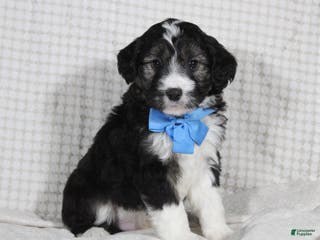 Mini Aussiedoodle dogs Omar - Ad 39