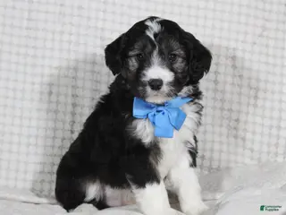 Mini Aussiedoodle dogs Omar - Ad 42