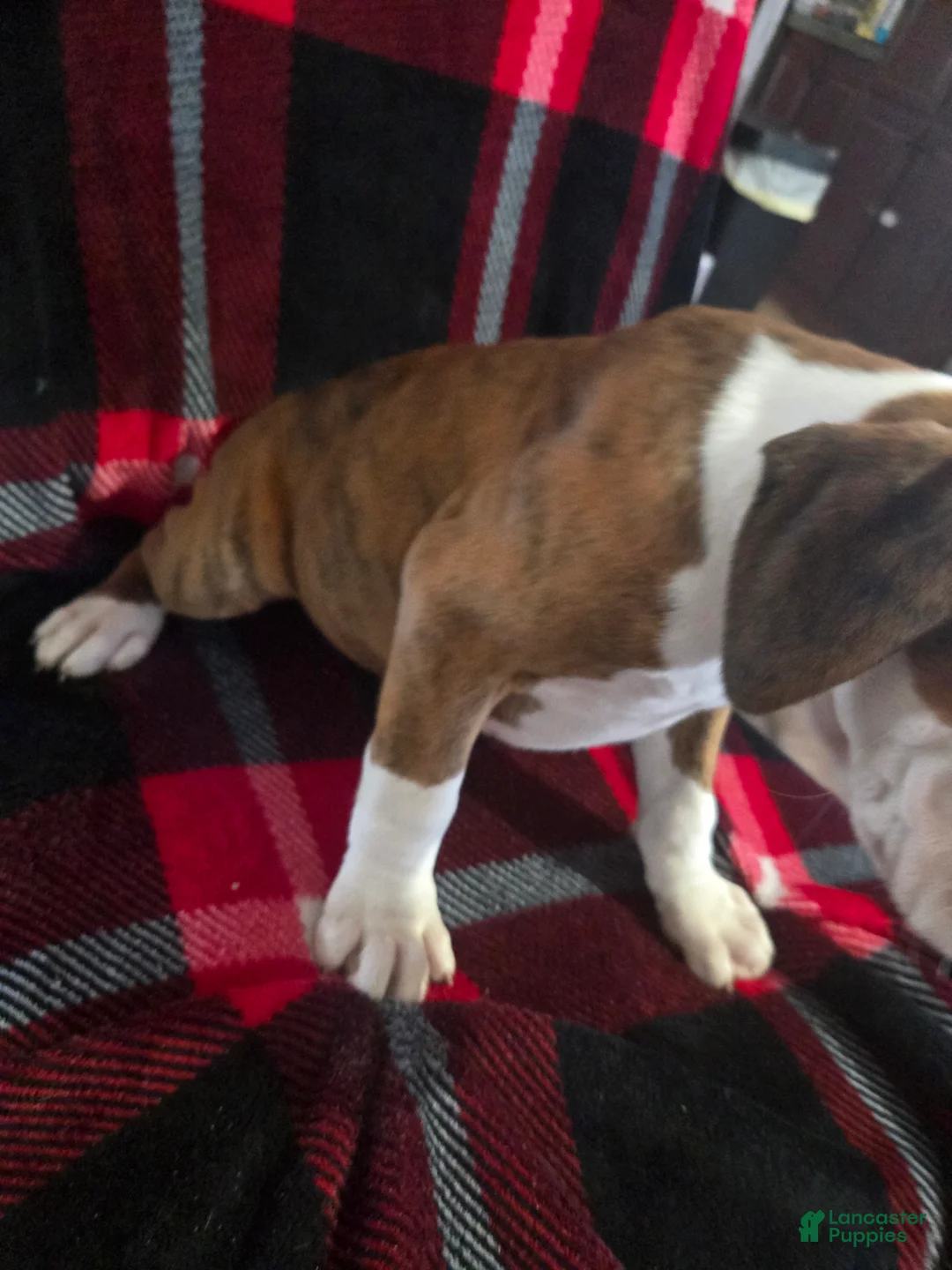 Boxer dogs for sale: Lady - Ad 6