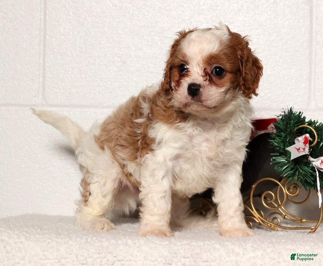 Cavapoo dogs for sale: Charles - Ad 8