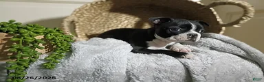 Billy