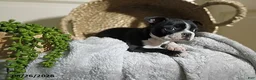 Boston Terrier dogs for sale: Billy - Ad 1