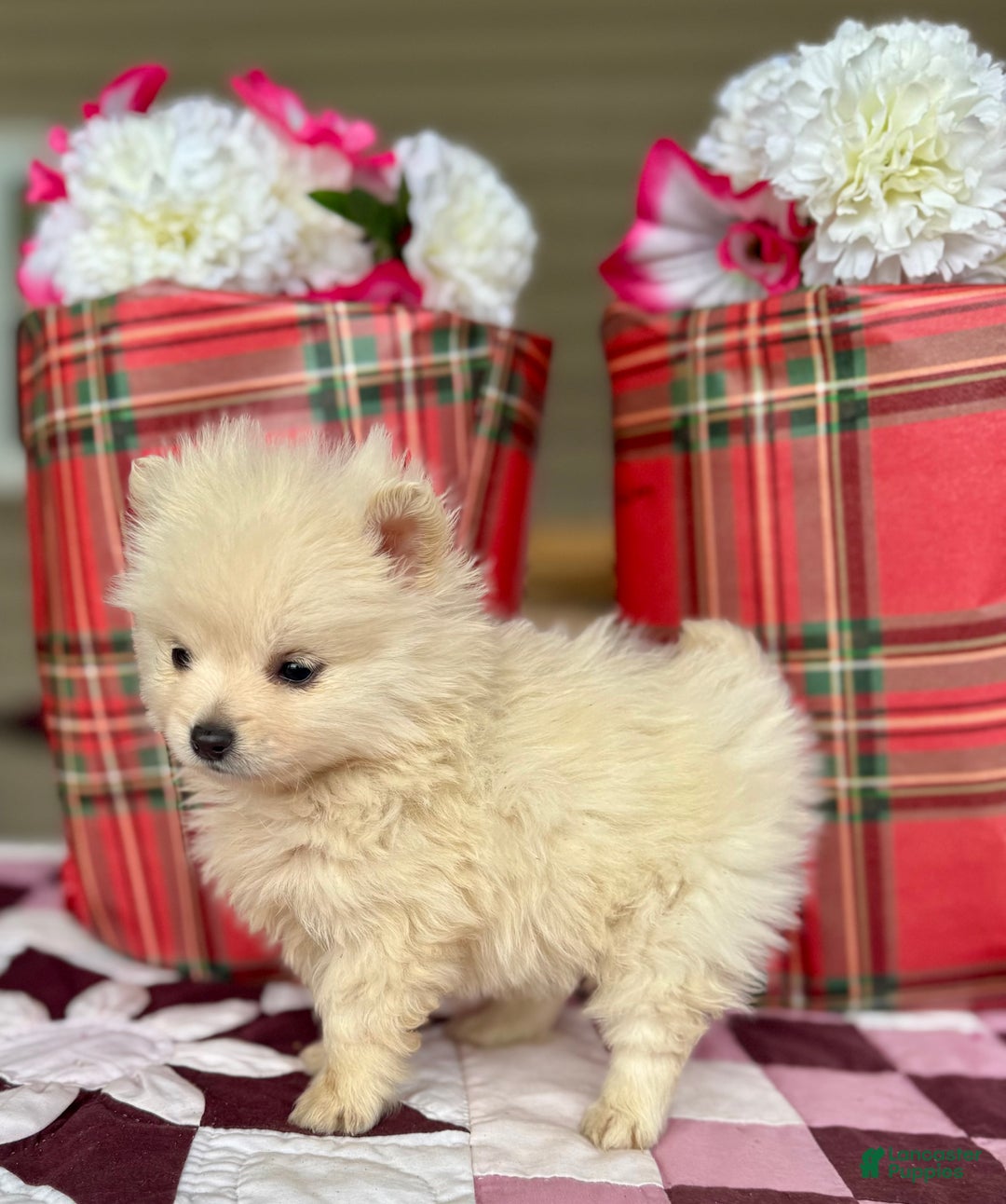 Pomeranian dogs for sale: Frosty - Ad 5