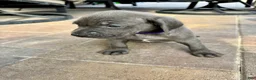 Mixed Breed dogs for sale: Mixed Breed Puppy 1 (purple)  - Ad 7