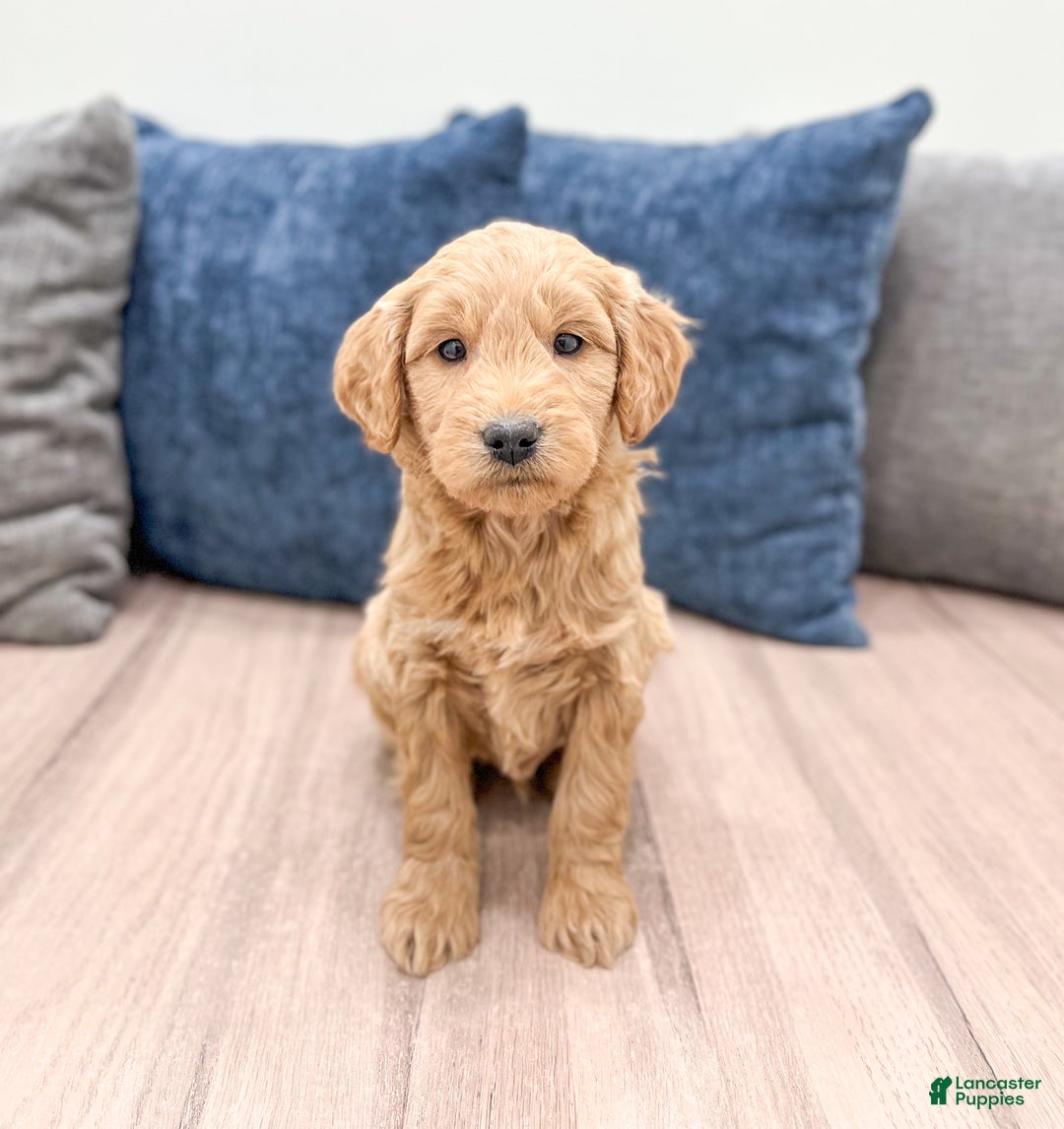Mini Goldendoodle dogs for sale: Marshall - Ad 1