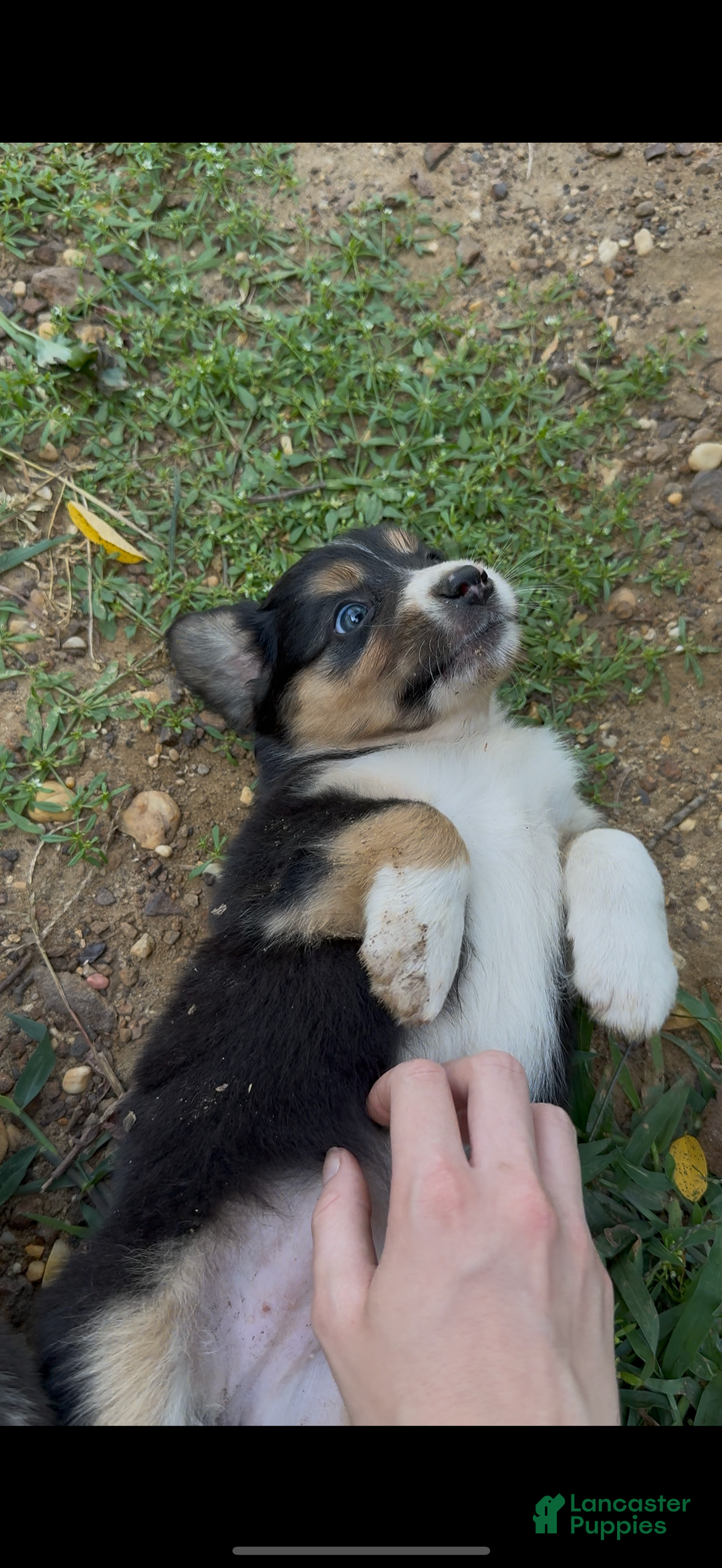 Australian Shepherd dogs for sale: Australian Shepherd Puppy 7 - Ad 5