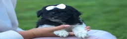 Havapoo dogs for sale: OWEN - Ad 2