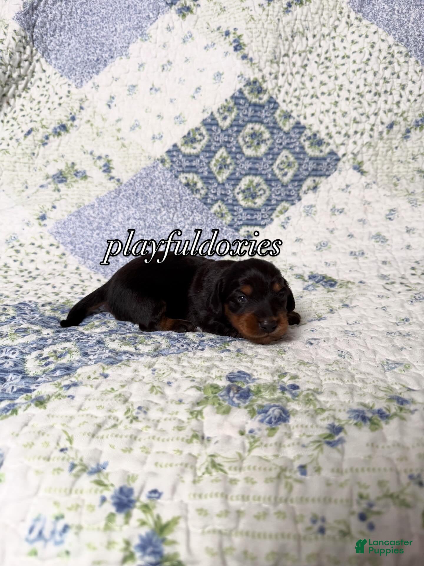Dachshund dogs AKC Black and Tan Long Haired Male Dachshund ALL CLEAR - Ad 1