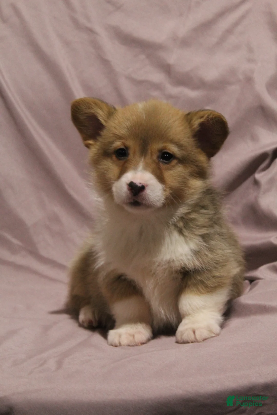 Welsh Corgi Pembroke dogs for sale: Monty - Ad 3
