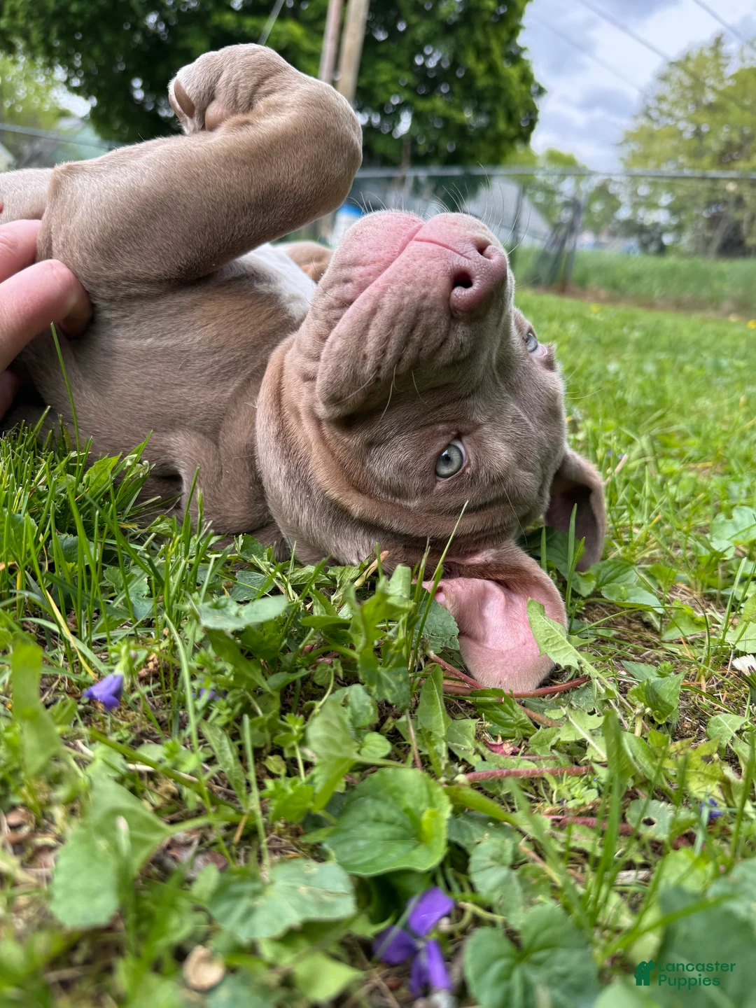 American Bully dogs for sale: Lily - Ad 7