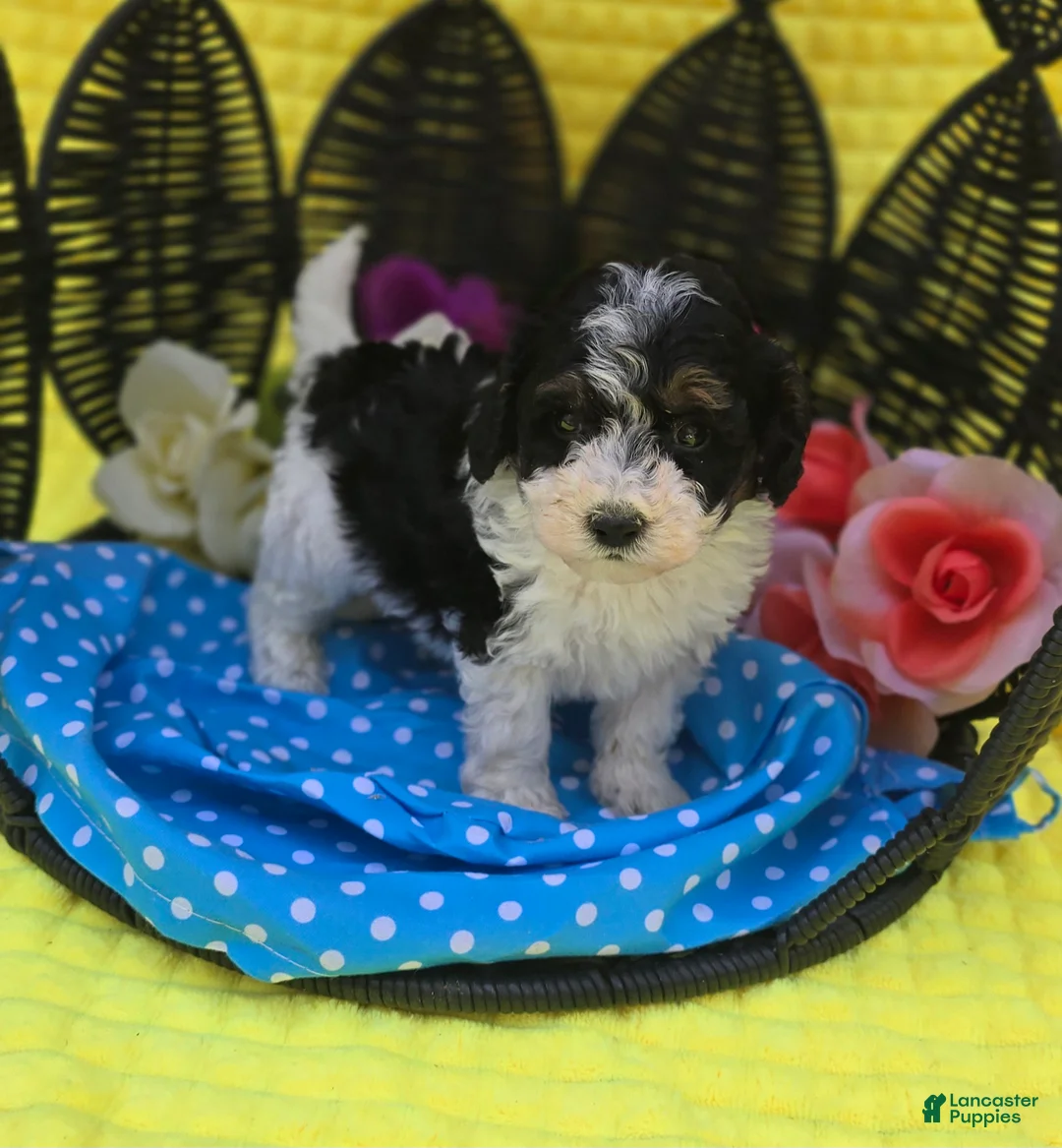 Maltipoo dogs for sale: Topaz  - Ad 1