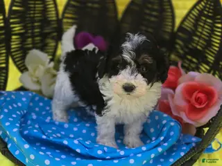 Maltipoo dogs Topaz - Ad 6