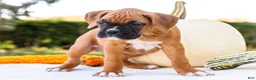 Boxer dogs for sale: Oscar Boxer - Ad 6