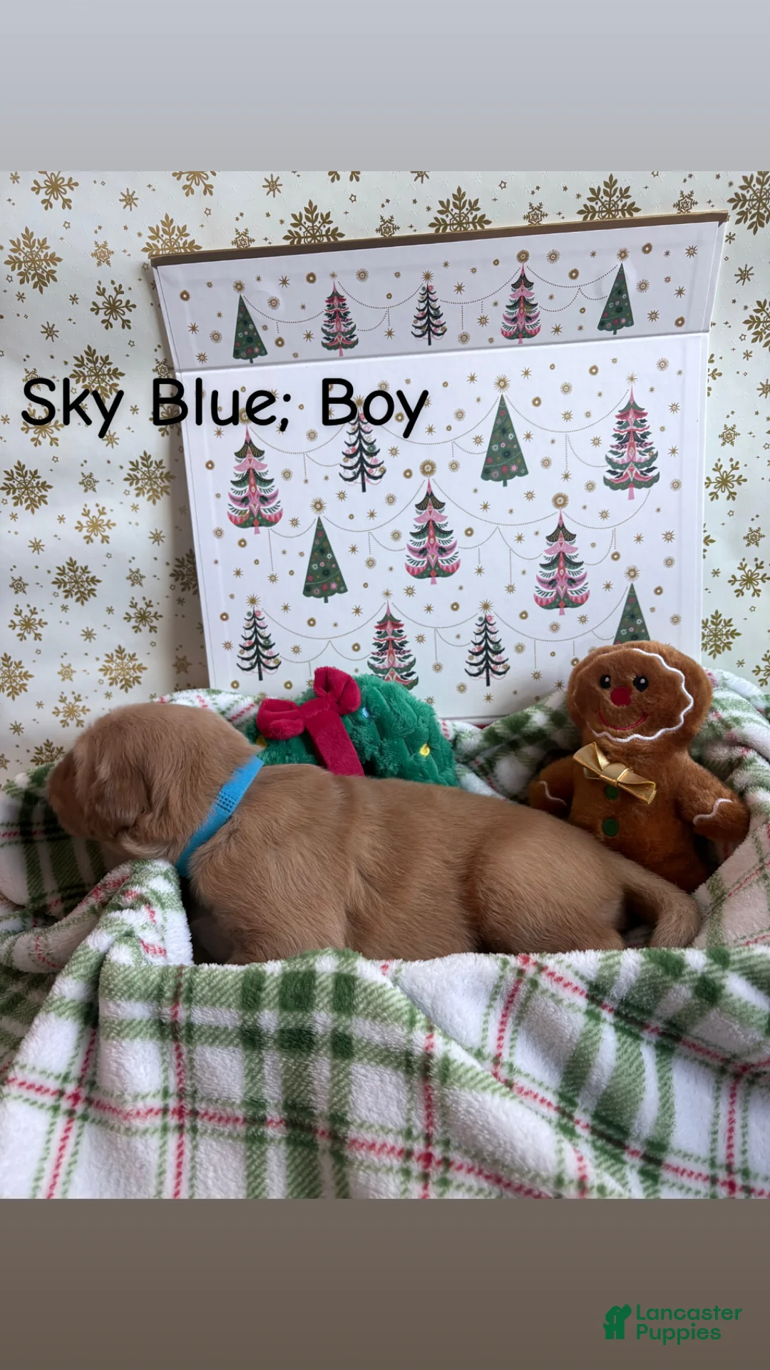 Golden Retriever dogs for sale: Golden Retriever 1 - Ad 2