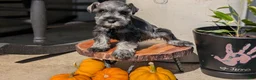 Miniature Schnauzer dogs for sale: Casey - Ad 8