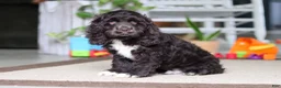 Cocker Spaniel dogs for sale: Oscar - Ad 4
