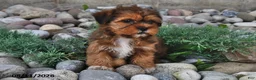 Shorkie dogs for sale: Susie - Ad 4