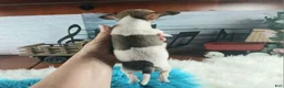 Chihuahua dogs for sale: Debras fawn and white. Hand Delivery  - Ad 5