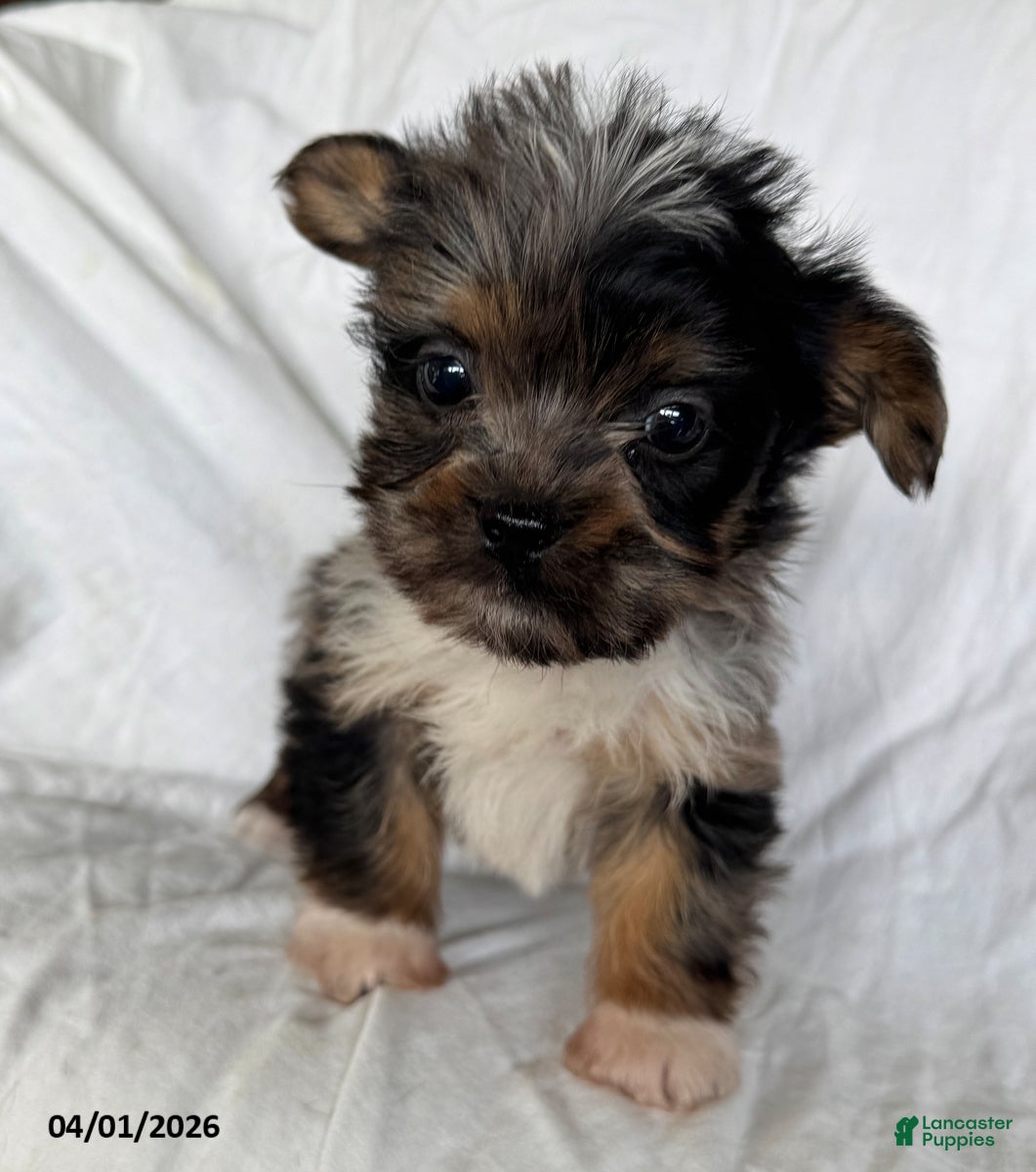 Mixed Breed dogs Kevin - Ad 1