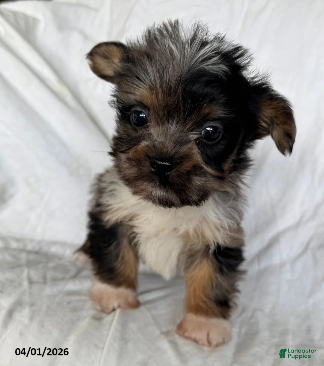 Mixed Breed dogs for sale: Kevin - Ad 1