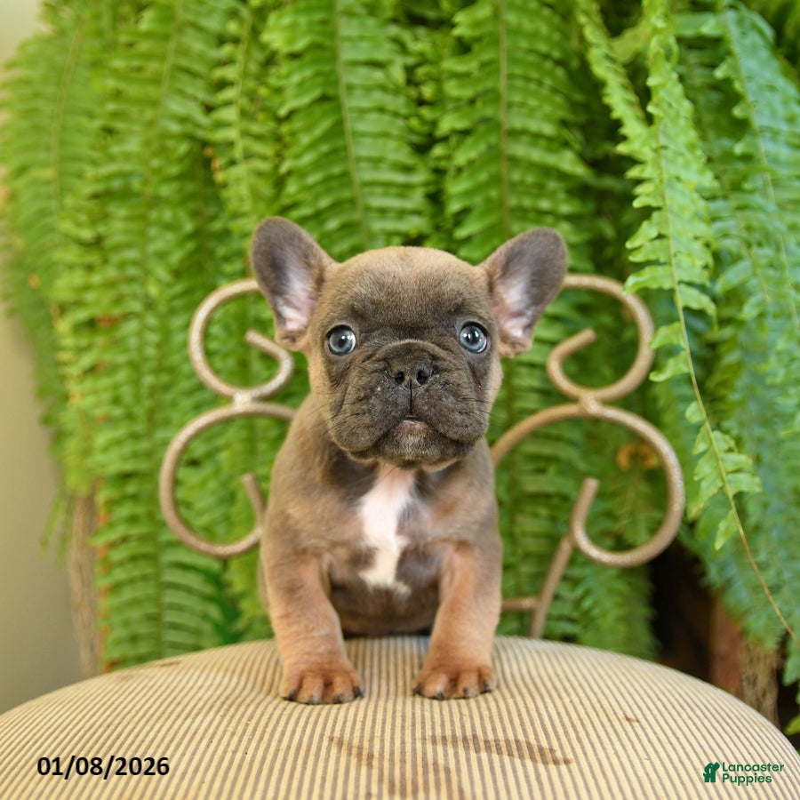 French Bulldog dogs Trax - Ad 20