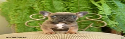 French Bulldog dogs for sale: Trax - Ad 11