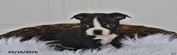 Boston Terrier dogs for sale: Jax - Ad 4