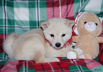 Shiba Inu dogs Shiba Inu Puppy 1    - Ad 14