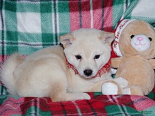 Shiba Inu dogs Shiba Inu Puppy 1 - Ad 14