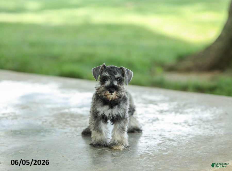 Miniature Schnauzer dogs Farris - Ad 2