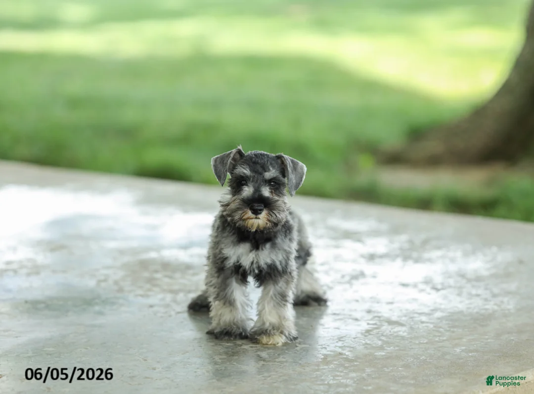 Miniature Schnauzer dogs for sale: Farris - Ad 2