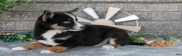 Pomsky dogs for sale: Zeke - Ad 2