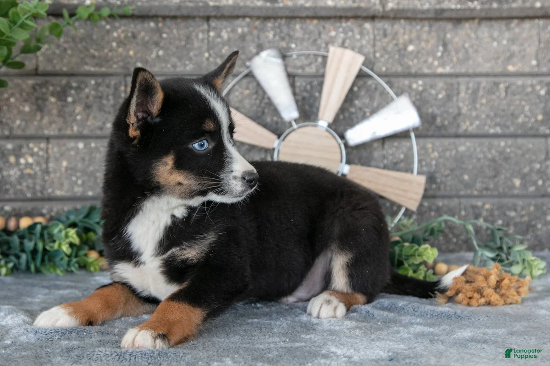 Pomsky dogs for sale: Zeke - Ad 2