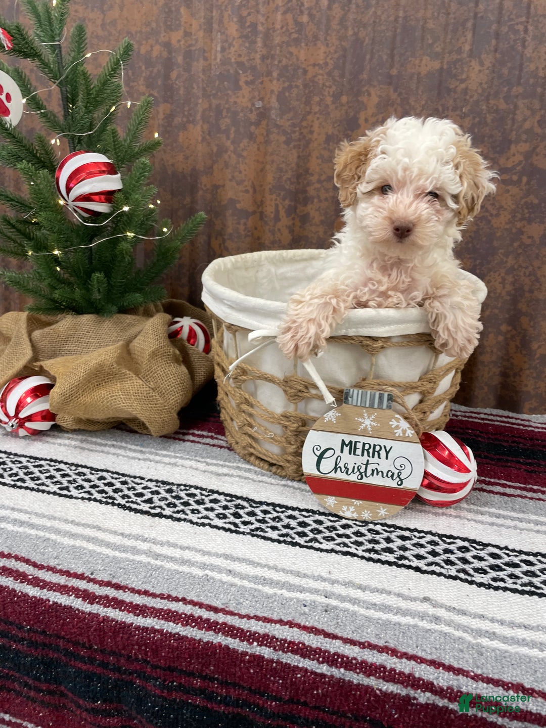 Miniature Poodle dogs for sale: Shenzie - Ad 13