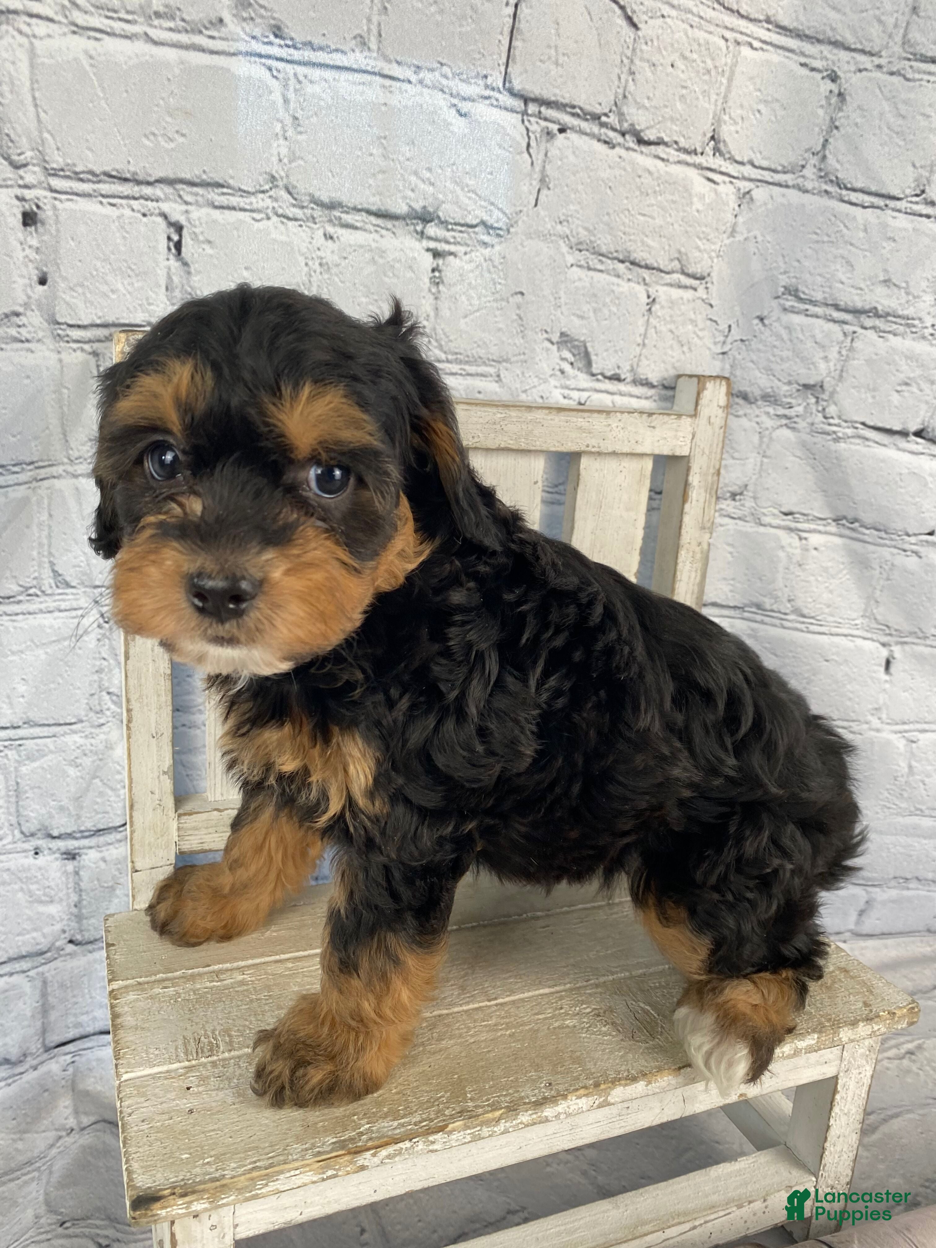 Cavapoo dogs Mary - Ad 1